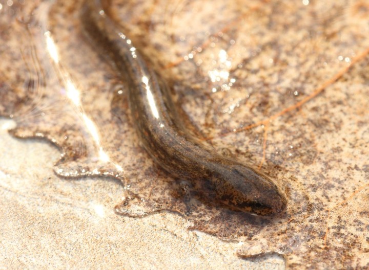 Two-lined Salamander